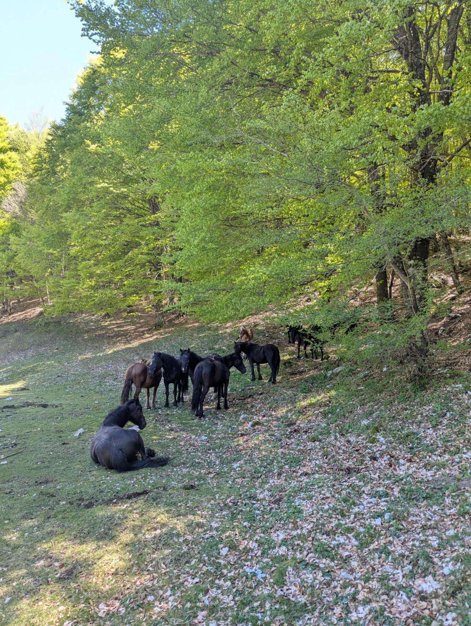 Saturnia Garden Bed & Breakfast Spigno Saturnia ภายนอก รูปภาพ